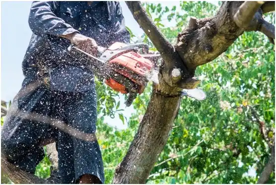 tree services Nazareth